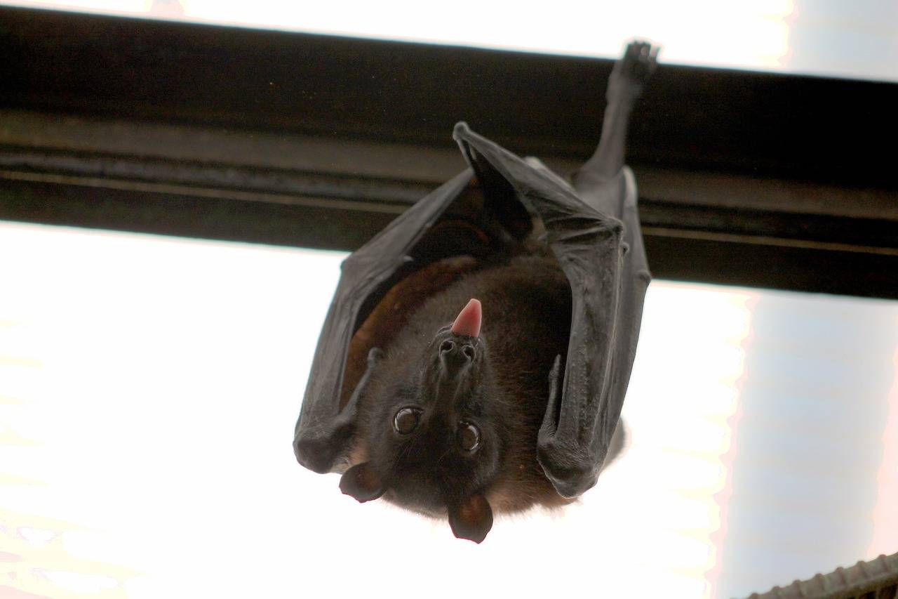 Bat Removal Cost: How Much to Get Rid of Bats?