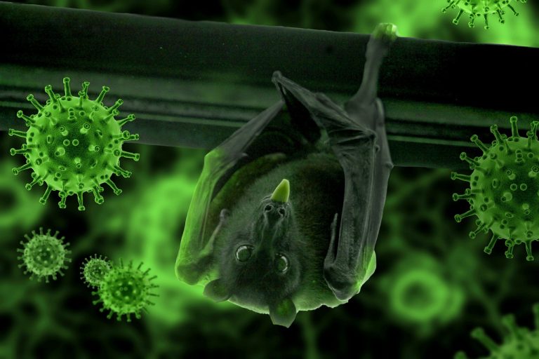 Spot the Squeeze: Locating Hidden Bat Entryways