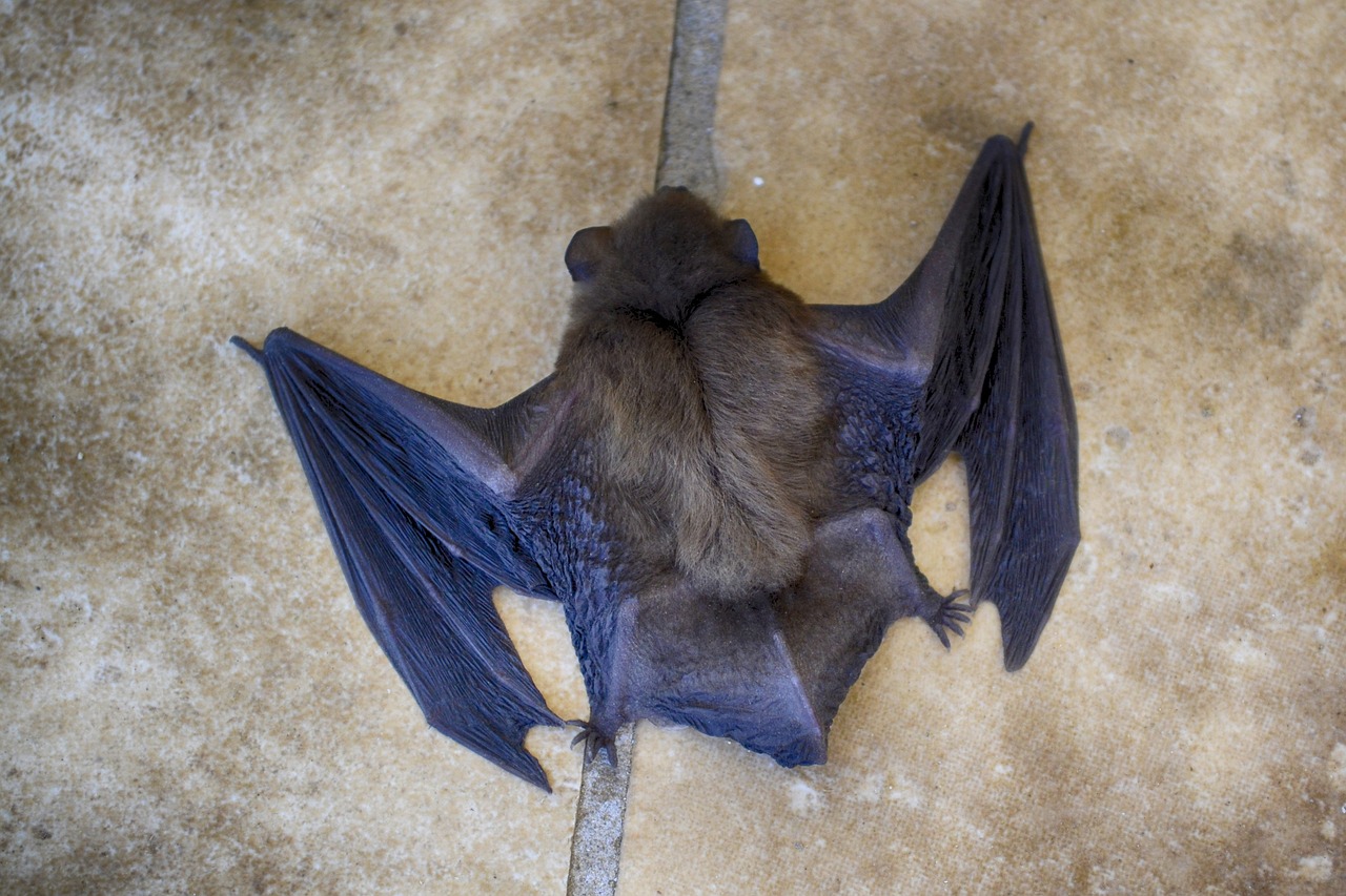 Natural Bat Repellents