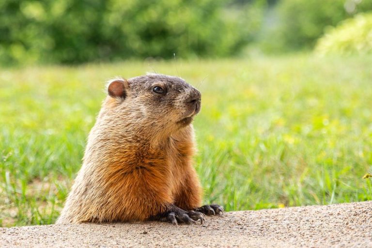 How Can You Get Rid of a Groundhog Under House?